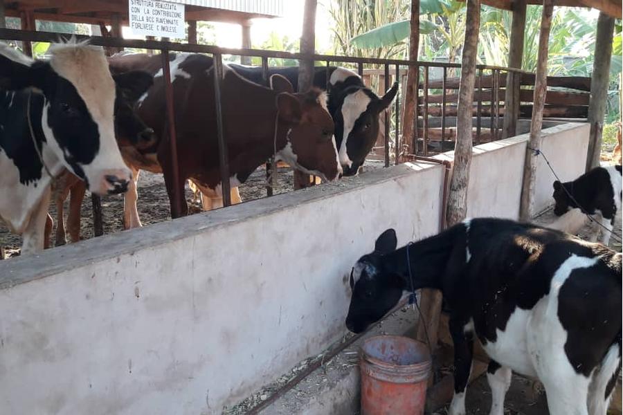 Le mucche della missione con i vitellini 