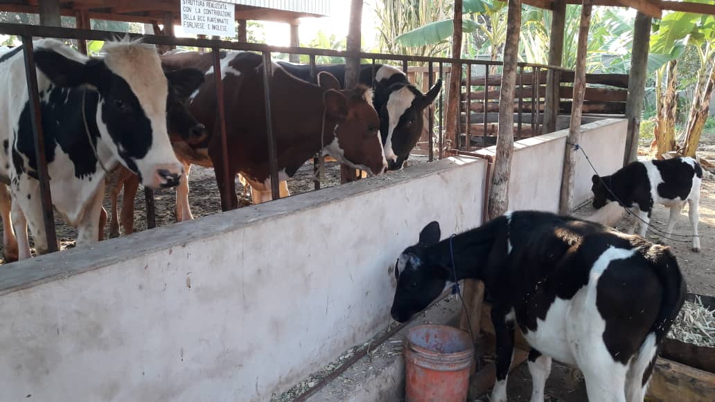 Le mucche della missione con i vitellini 